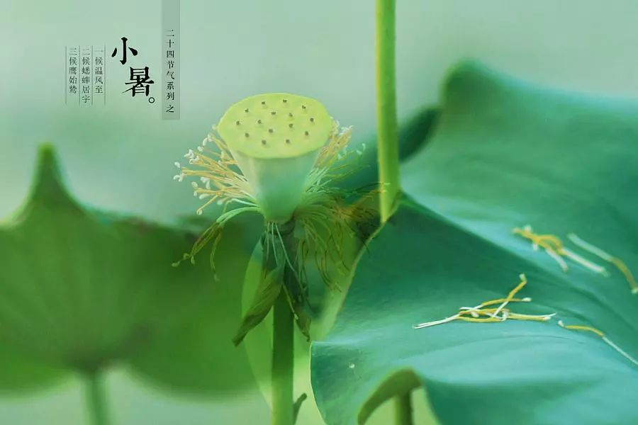 倏忽溫風(fēng)至，因循小暑來!
